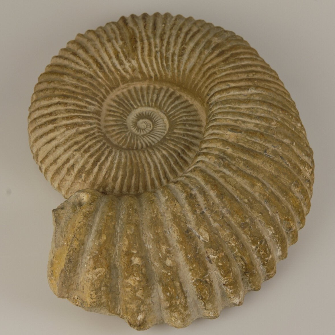 Ammonite fossil from North Africa
