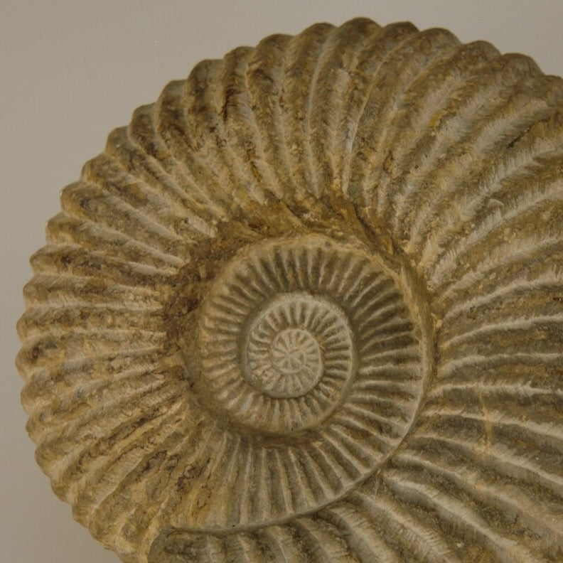 Ammonite fossil from North Africa